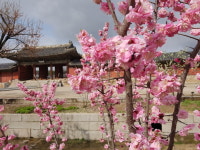 문화재해설사가 추천하는 궁궐·조선왕릉 봄꽃 명소는 어디