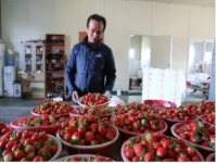 강진군 최고의 맛 명품 강진딸기, 국내 넘어 해외로