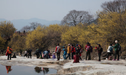 꽃길만 3km·11만 그루… 산수유꽃길따라 봄 마중 체험하세요