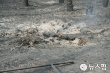 [사진]앙상한 가지만 남아있는 망상캠핑장 송림