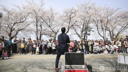 [사진] 공연과 벚꽃이 어우러진 축제 현장