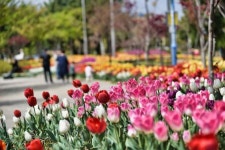 속초 청초호유원지 튤립 만개…봄나들이 오세요