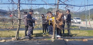 무주군, 갈색날개 매미충 피해예방 방제 총력