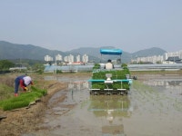 [사진] 유성구 학하동서 대전 첫 모내기