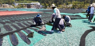 완도 금일도, 명품 다시마 생산 위해 민·관 협력