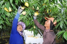 남원 춘향골 시설하우스 복숭아  본격 출하