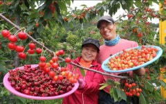 [사진]지리산 고랭지 함양체리 수확