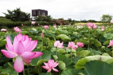 창원 주남저수지 여름 수놓은 연꽃 향연