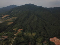 제천시, 박달재 인근 시유림에 자작나무 명품숲 조성