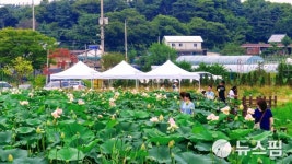 [사진] 포천시 울미연 연꽃마을 찾은 시민들