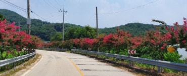 부안군 보안면, ‘백일홍 십리길’ 만개