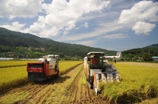 남원시 산내면 입석리 삼화들녘서 올해 첫 벼 수확