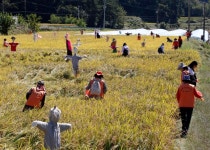 친환경농업단지 산청서  메뚜기 축제 개최