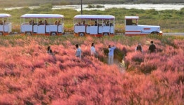 장성 황룡강, 가을 나들이객 발길 이어져