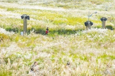 [사진] 억새로 가득한 이 곳은 하늘공원