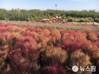 [여기!서울] 은빛 물결 속 핑크뮬리의 유혹…하늘공원 억새축제