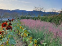 구례군, 김보경 꽃동산에 꽃물결 만발