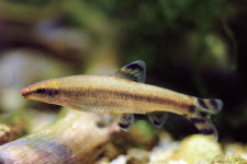 멸종위기종 1급 감돌고기 1500마리 대전 유등천 방류