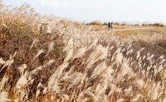 산청 황매산 억새 감상하러 오세요