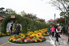 1억송이 국화꽃 물결...영암군 국화축제 개막