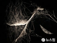 토마스 사라세노가 갤러리에 담은 우주