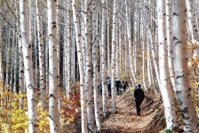 [사진] 경북 영양 죽파리 자작나무숲...깊어가는 가을