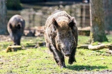 야생멧돼지 아프리카돼지열병 방역에 363억 긴급투입