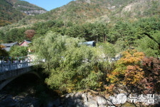 동해시시설관리공단, 18일 무릉계곡서 단풍나무 200그루 식재