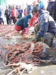 겨울 항구 먹거리 축제 진수...울진 죽변항 수산물축제