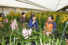 공주지역 재배 양란 심비디움, 호주·미국·중동 수출