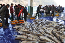 거제시, 겨울바다의 진객 거제대구수산물축제 개최