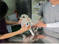 대전시, 유기동물 줄고 주인반환입양 늘어나