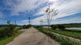 파주시, 공릉천 제방길 명품 가로수길 조성