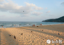 [사진] 푸켓 해변엔 관광객 대신 새들만