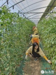 익산시, 학교급식 농산물 재배농가 찾아 일손 보태