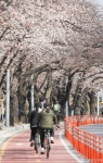 벚꽃길 따라 가는 자전거 행렬