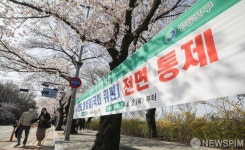 전면 통제 벚꽃길 거니는 시민들