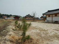 영주시, 이산서원에 소수서원 소나무 학자수  40그루 이식