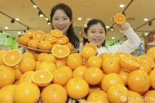 롯데마트, 색다른 매력! 제주 진지향 vs 만다린 오렌지