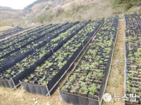 진안군, 감초 용기재배 신기술 시범사업 추진