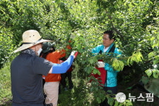 전남도의회, 매실농장 아 매실 수확 구슬땀