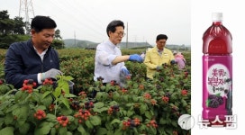 고창 복분자 활용 음료 출시