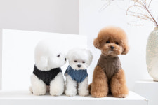 패션 브랜드 포에브리바리…반려동물에 뉴욕 감성을 입히다