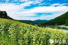 쪽빛 하늘향한 그리움...영덕 대둔산 둘레길 해바라기밭 장관