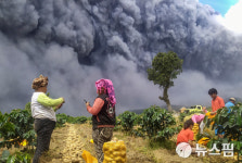 [사진] 화산 터지는데도 감자 수확하는 인니 주민들