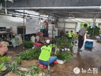 [르포] 용인 화훼농장도 토사에 아수라장...자원봉사자들 복구 구슬땀