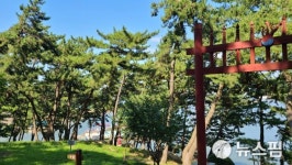 목포8경 고하도 소나무 자태 드러내…관광명소 예약