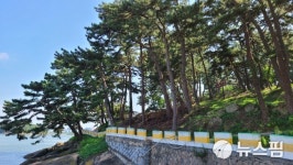 목포8경 고하도 소나무 자태 드러내…관광명소 예약