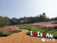 익산 천만송이 국화축제 13일부터 비대면 전시