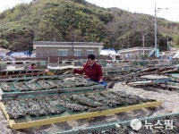 [르포] 울진사람들이 해마다 가을바다 바위 닦는 까닭은